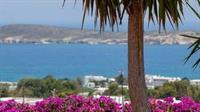 Aloe Paros Suites And Studios Δρυός Εξωτερικό φωτογραφία